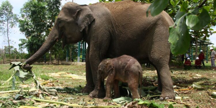 Bayi Gajah Lahir di Unit Konservasi Gajah Estate Ukui PT RAPP Pelalawan
